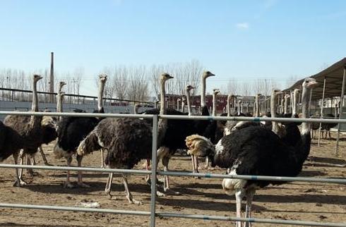 未来5年最火的创业项目(未来5年什么行业最有商机)