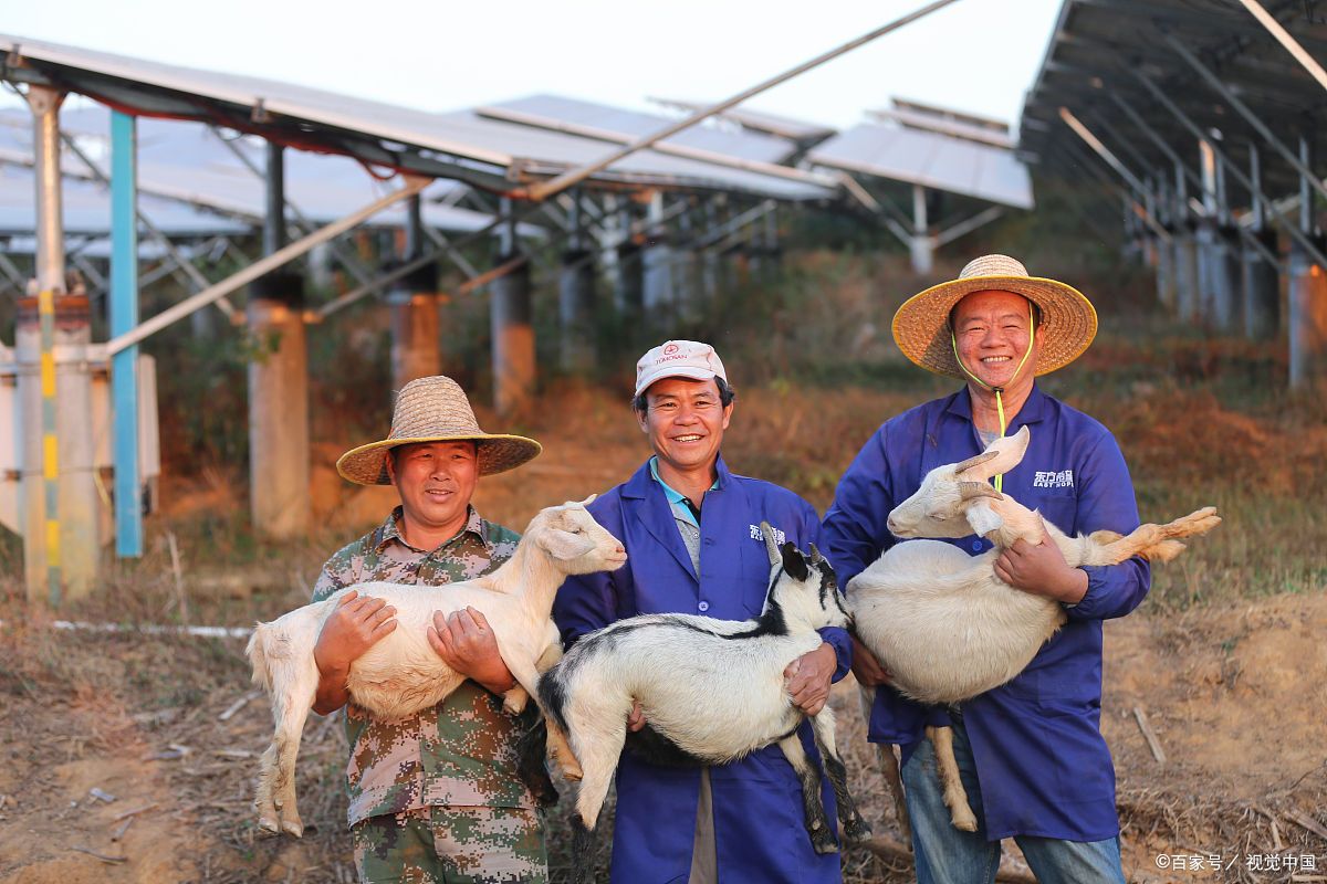 农村创业项目养羊(羊养殖场创业计划书)