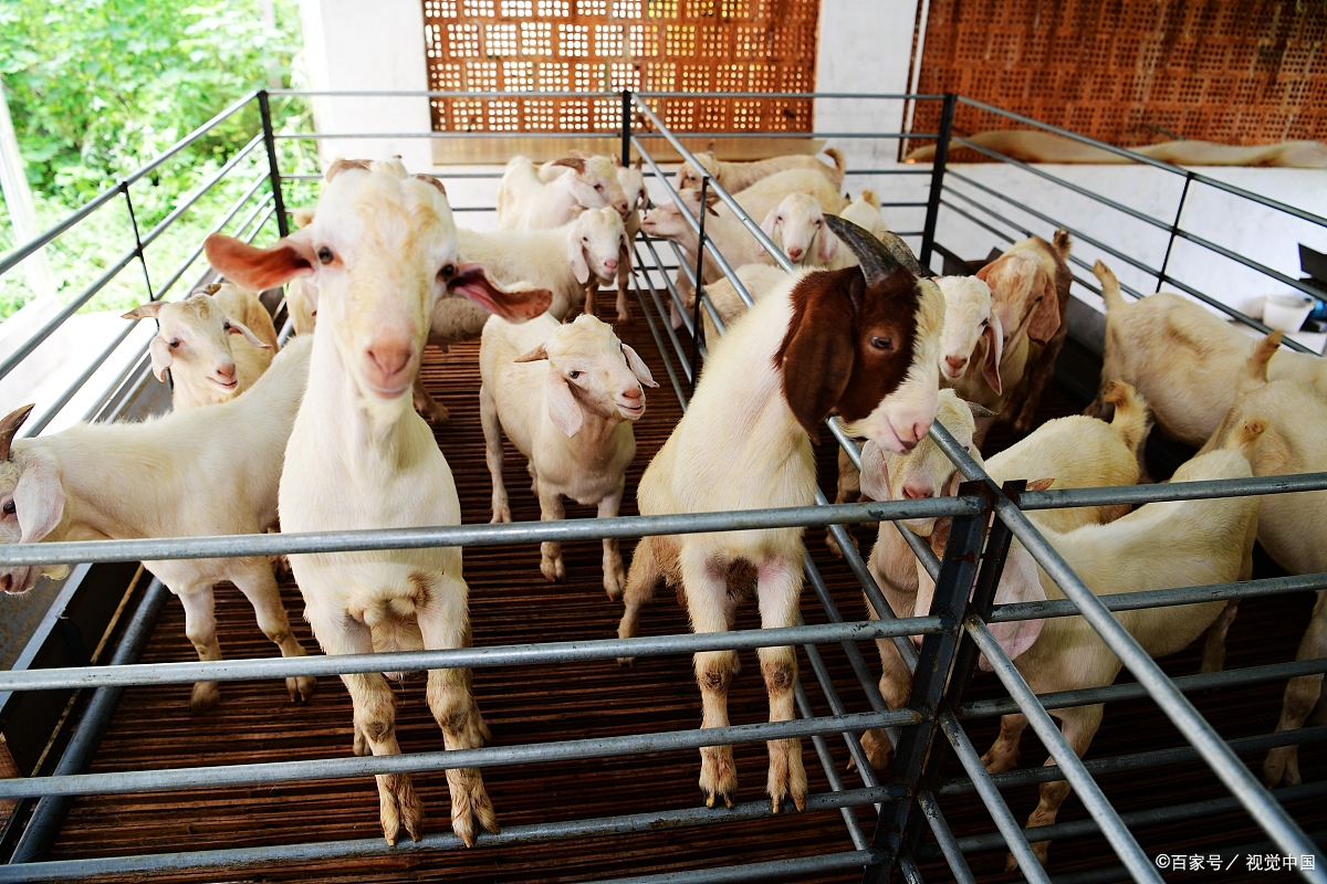 农村创业项目养羊(羊养殖场创业计划书)