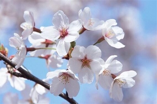 养花创业项目摘要(养花创业一般养什么花，详解十种致富花)