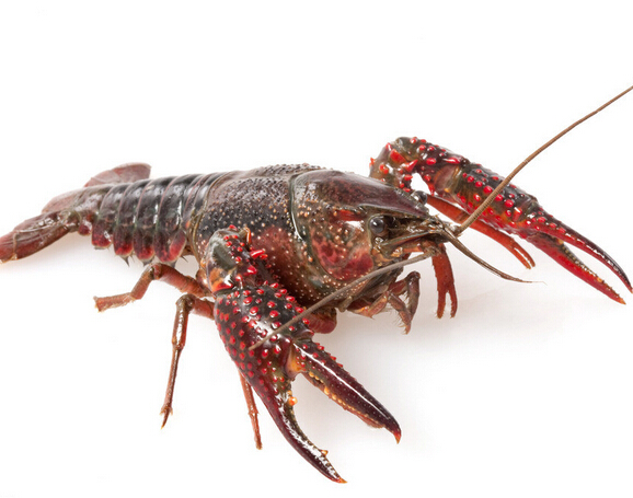 蚌埠文化创业项目(在蚌埠怀远双桥适合做什么生意好赚)