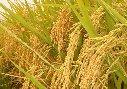 蚌埠文化创业项目(在蚌埠怀远双桥适合做什么生意好赚)