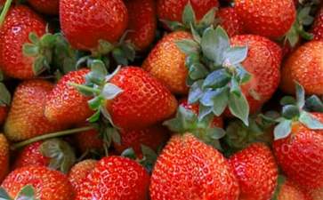 水果创业项目(水果店的创业计划书)