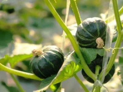 农村种植创业项目(适合农村种植养殖项目)