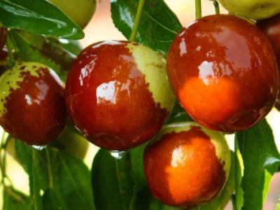 农村种植创业项目(适合农村种植养殖项目)