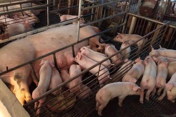 创业返乡创业项目(电商 返乡创业项目？)