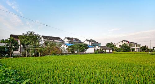 小米粒创业项目(米粒的米粒简介)