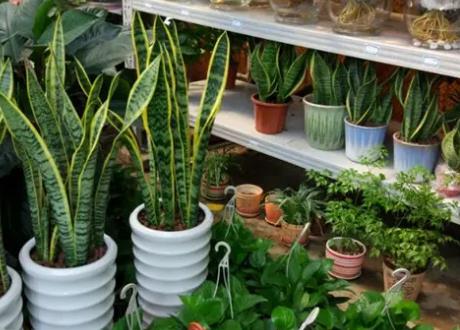 创业项目标志(阿里巴巴的创业标志是？)