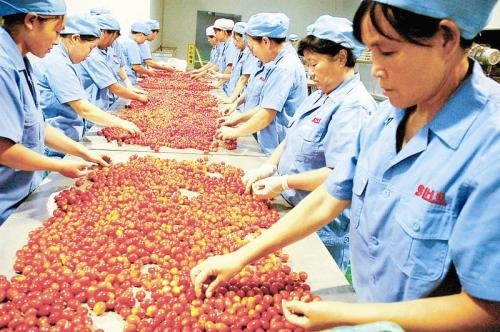 水培花卉创业项目(我想做水培生意，谁能给点意见)