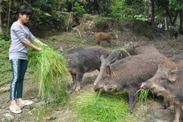 农村做点什么创业项目(农村有哪些创业项目)