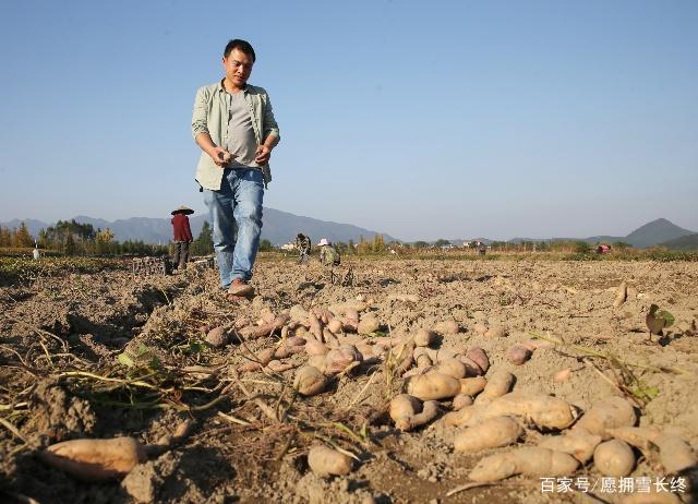 广西小伙创业项目(广西百色岑宝兴返乡创业养蛋鸡年赚几十万养殖项目)