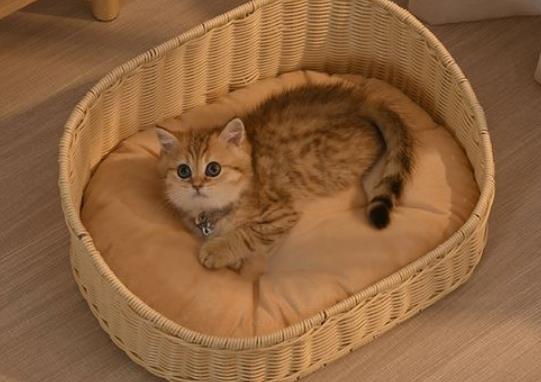 竹编工艺创业项目(传承与创新！90后女孩竹编猫窝日销50多万元，这是怎么做到的？)