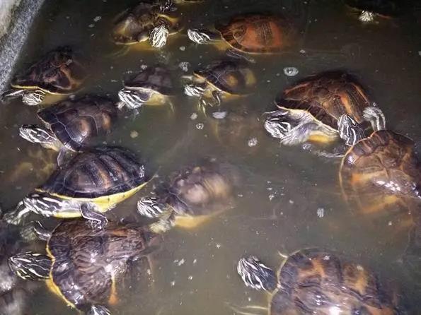 在家创业项目养殖(家庭小型养殖项目)