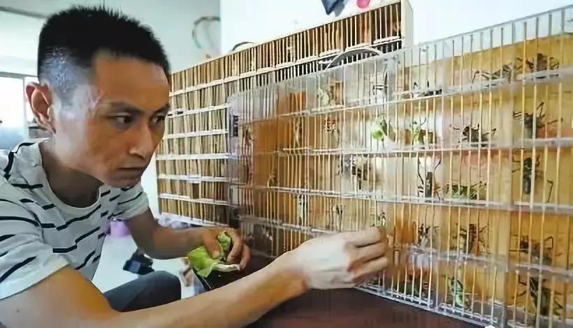 在家创业项目养殖(家庭小型养殖项目)