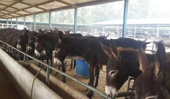 致富经创业项目养殖(致富经养牛致富故事)