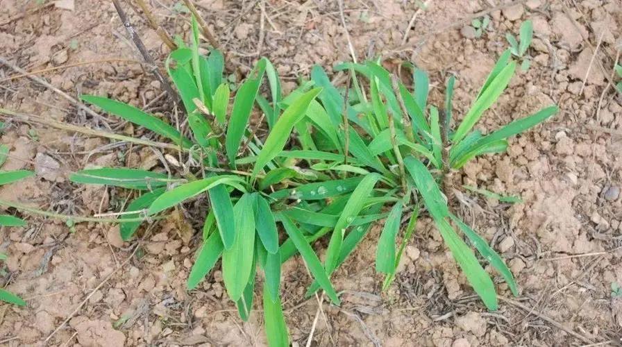 药学创业项目有哪些(药学专业的学生咋创业，可以开啥公司（具体点）)