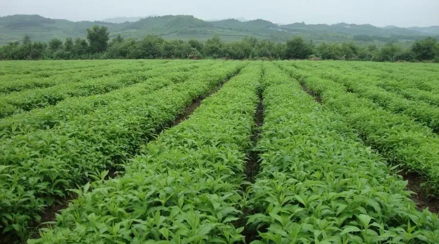 药学创业项目有哪些(药学专业的学生咋创业，可以开啥公司（具体点）)