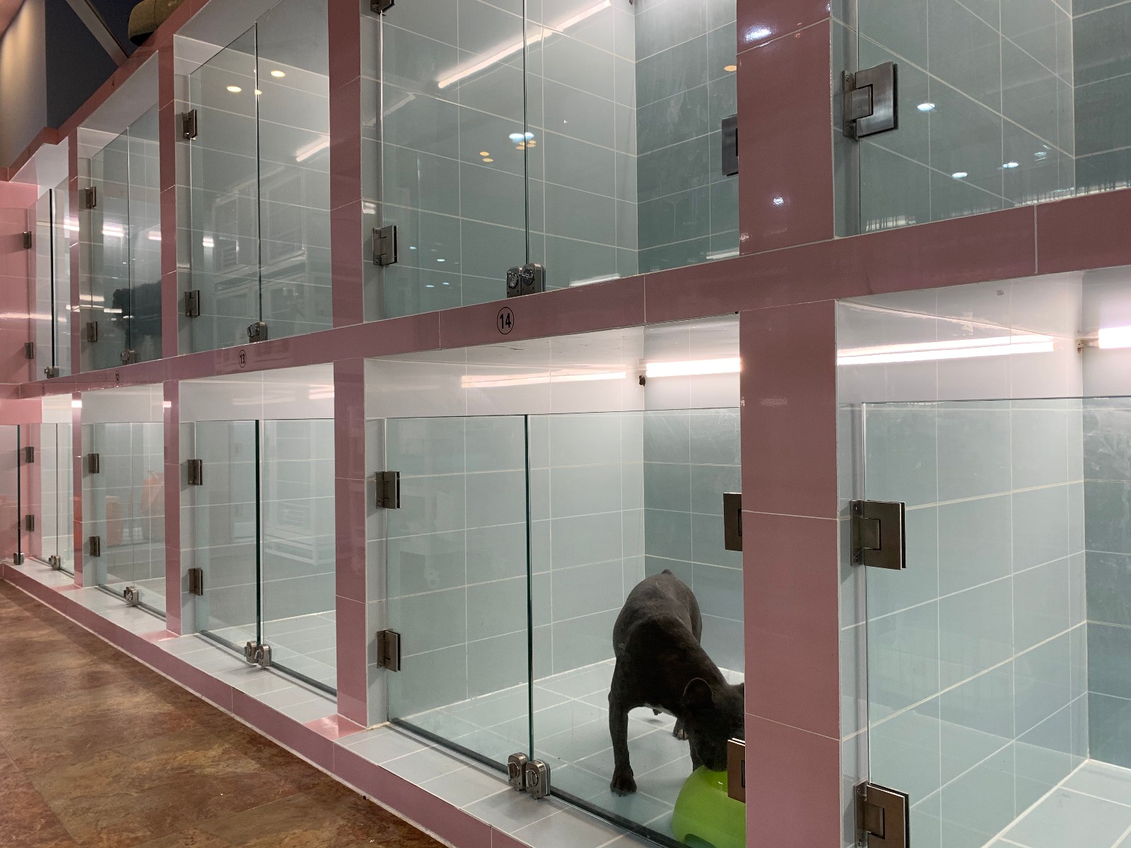 宠物护理创业项目背景(五个宠物创业项目)