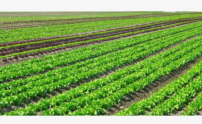 种植创业项目(农村致富的好项目有哪些)