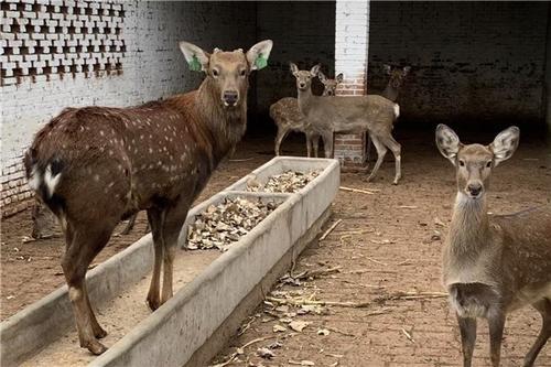 校园创业项目亏本(适合在校园的创业点子)