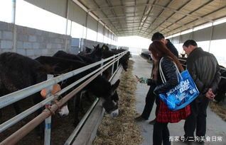 大学生返乡创业项目(大学生回农村可以做什么创业项目？)