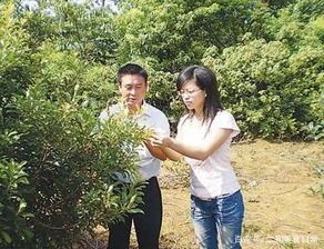 大学生返乡创业项目(大学生回农村可以做什么创业项目？)