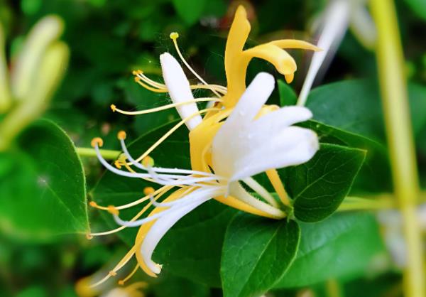 种植药材创业项目(现在种植什么药材最赚钱)