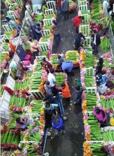 斗南花市创业项目(在昆明斗南花市卖花一年能赚200多万吗)