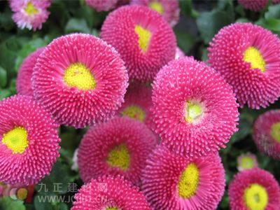 斗南花市创业项目(在昆明斗南花市卖花一年能赚200多万吗)