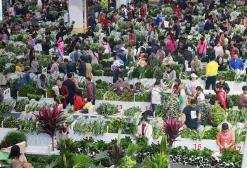 斗南花市创业项目(在昆明斗南花市卖花一年能赚200多万吗)