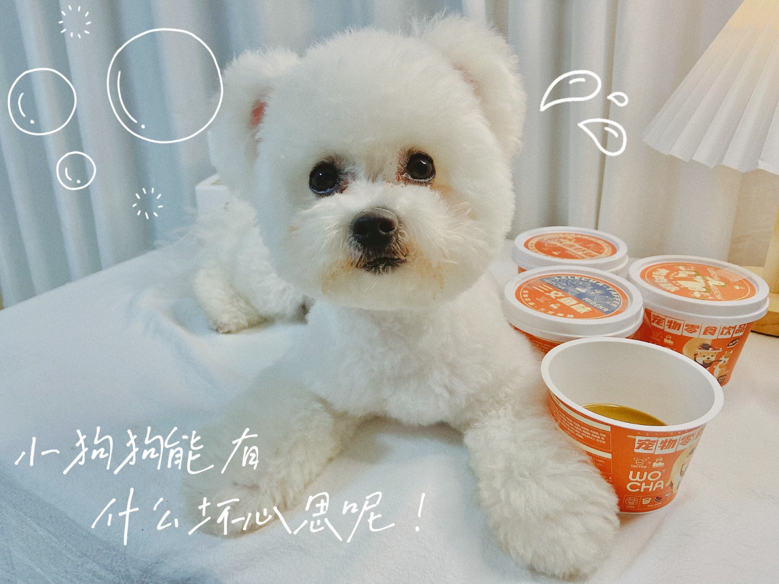 宠物创业项目(宠物行业有哪些值得做的好项目？)