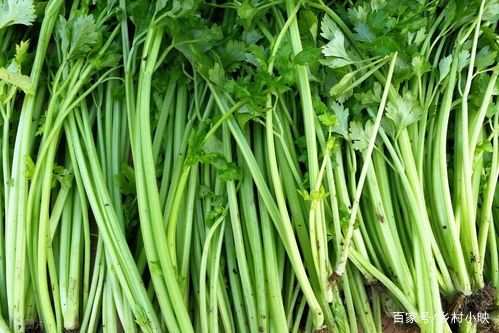 芹菜有机菌肥创业项目(有机蔬菜创业故事)