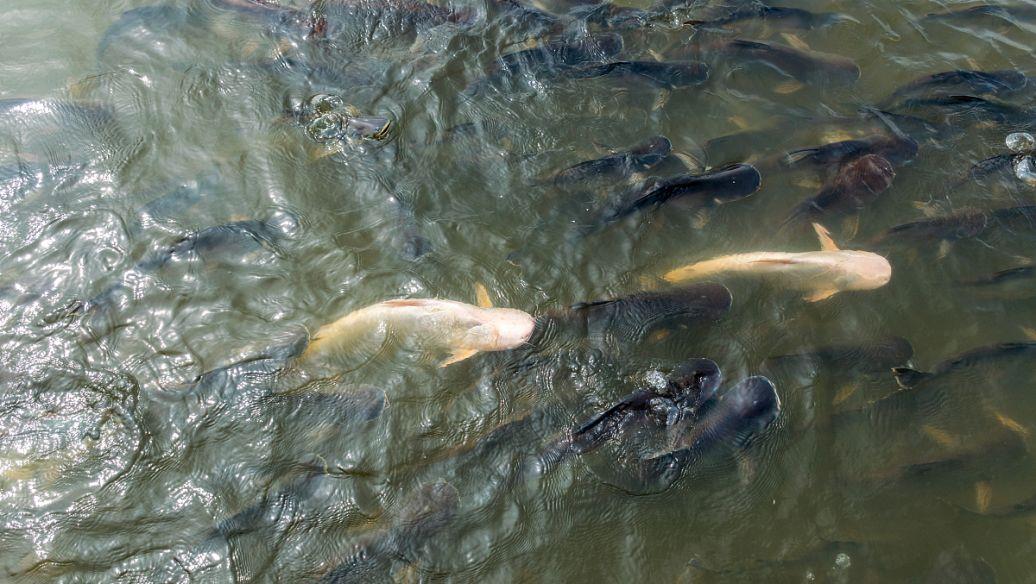 地方特产创业项目(特产干果店创业计划书)