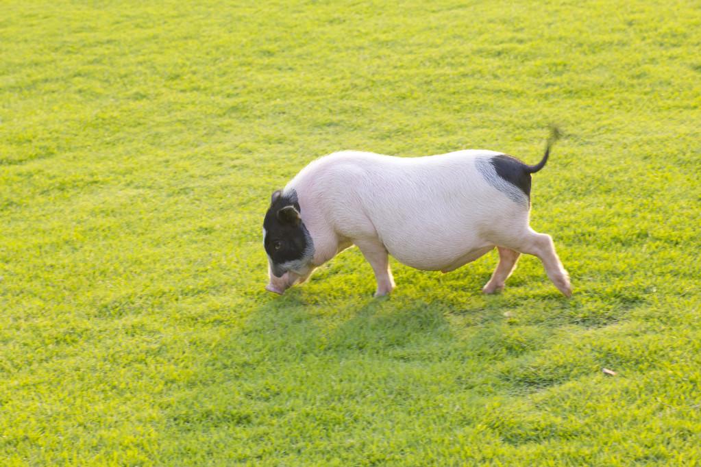 渭南沃土创业项目(在农村除了搞养殖和种植业以外，还有哪些项目可以做？)