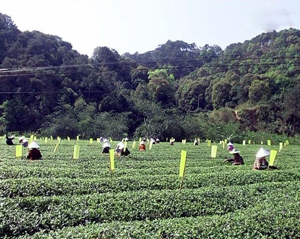 广西浦北创业项目(浦北县的经济)