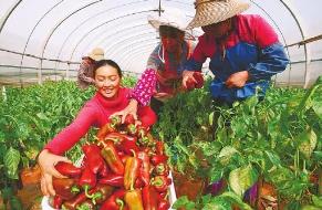 农业创业项目logo(创业计划书中以项目为中心的logo有哪些)