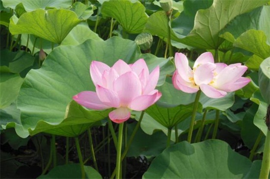 居家花卉创业项目(养花创业一般养什么花，详解十种致富花)