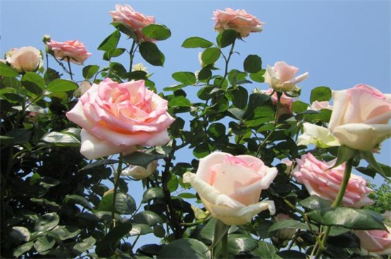 居家花卉创业项目(养花创业一般养什么花，详解十种致富花)