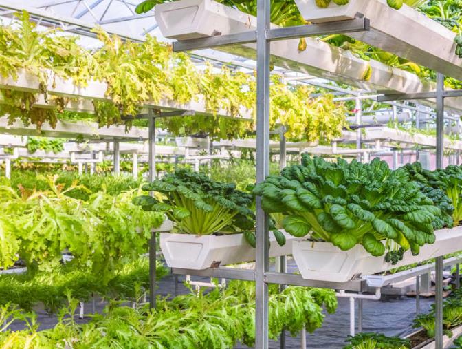 山东创业项目(山东宁津村民卖花营养液年入三百万，如今创业选择什么项目好？)