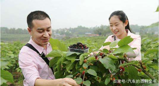 回乡创业项目经营(打工累了，不如回乡创业，这几个致富项目前景看好)
