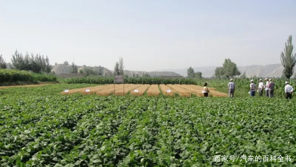 回乡创业项目经营(打工累了，不如回乡创业，这几个致富项目前景看好)