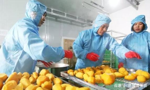 致富创业项目红薯(桂林小伙返乡创业，把红薯卖到日本，创办合作社年入过万，你想了解一下吗？)