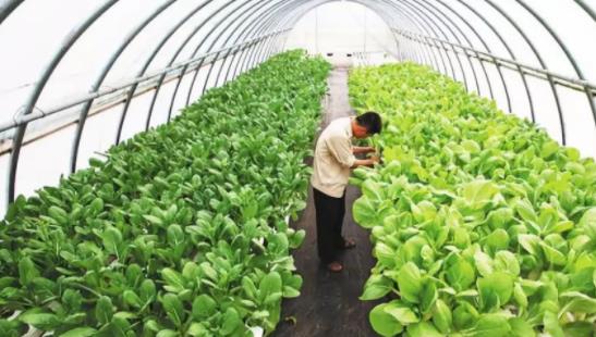 适合在农村的创业项目(适合农村的创业项目有哪些？)