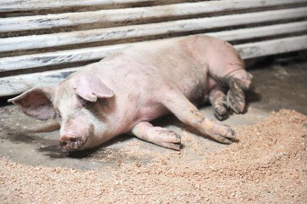 春节回家创业项目(2021年返乡创业，这12个项目适合农村发展，看看哪些适合你？)