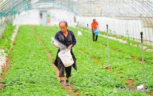 全市返乡创业项目(想回农村发展，做什么项目好呢？)