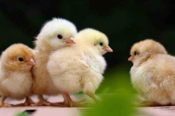 十万元农村创业项目(有十万元能在农村做什么加工生意？)