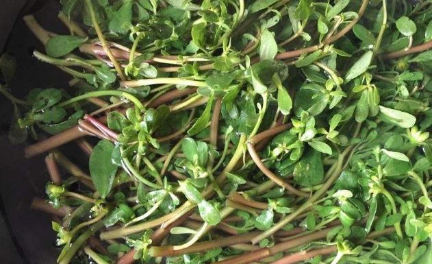 野菜创业项目背景(如果想自己创业种植有机蔬菜企划书怎么这)