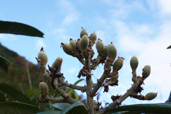 枇杷基地创业项目(福建泉州哪里有枇杷苗基地)