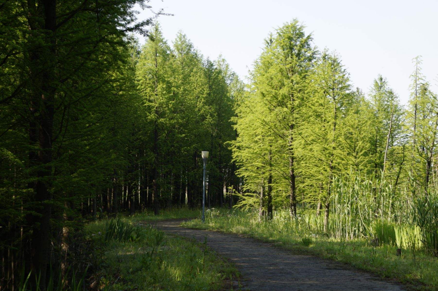 杂草树叶创业项目(把照片印在树叶上，创意开启创业之旅)