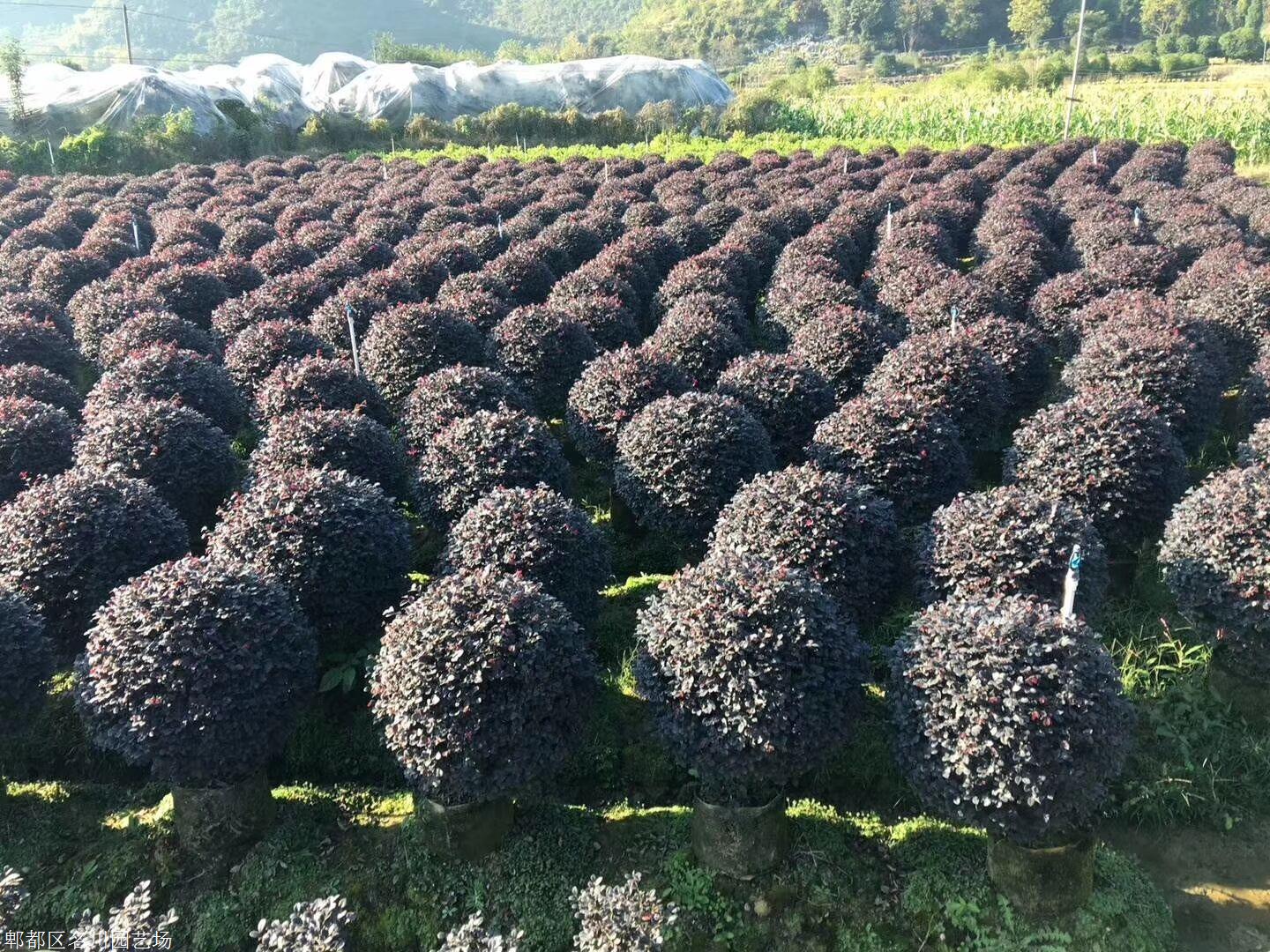 包含注册苗木公司要多少钱成都的词条